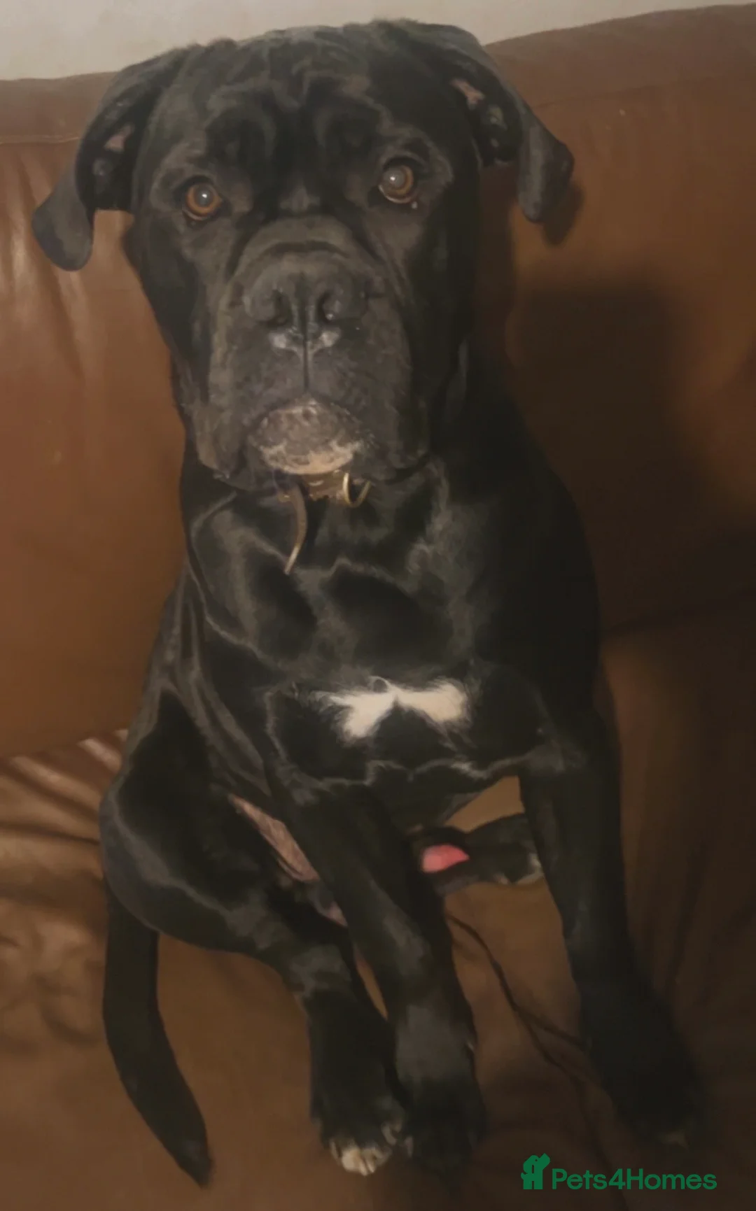 Cane Corso dogs for sale: Zeus  - Advert 8