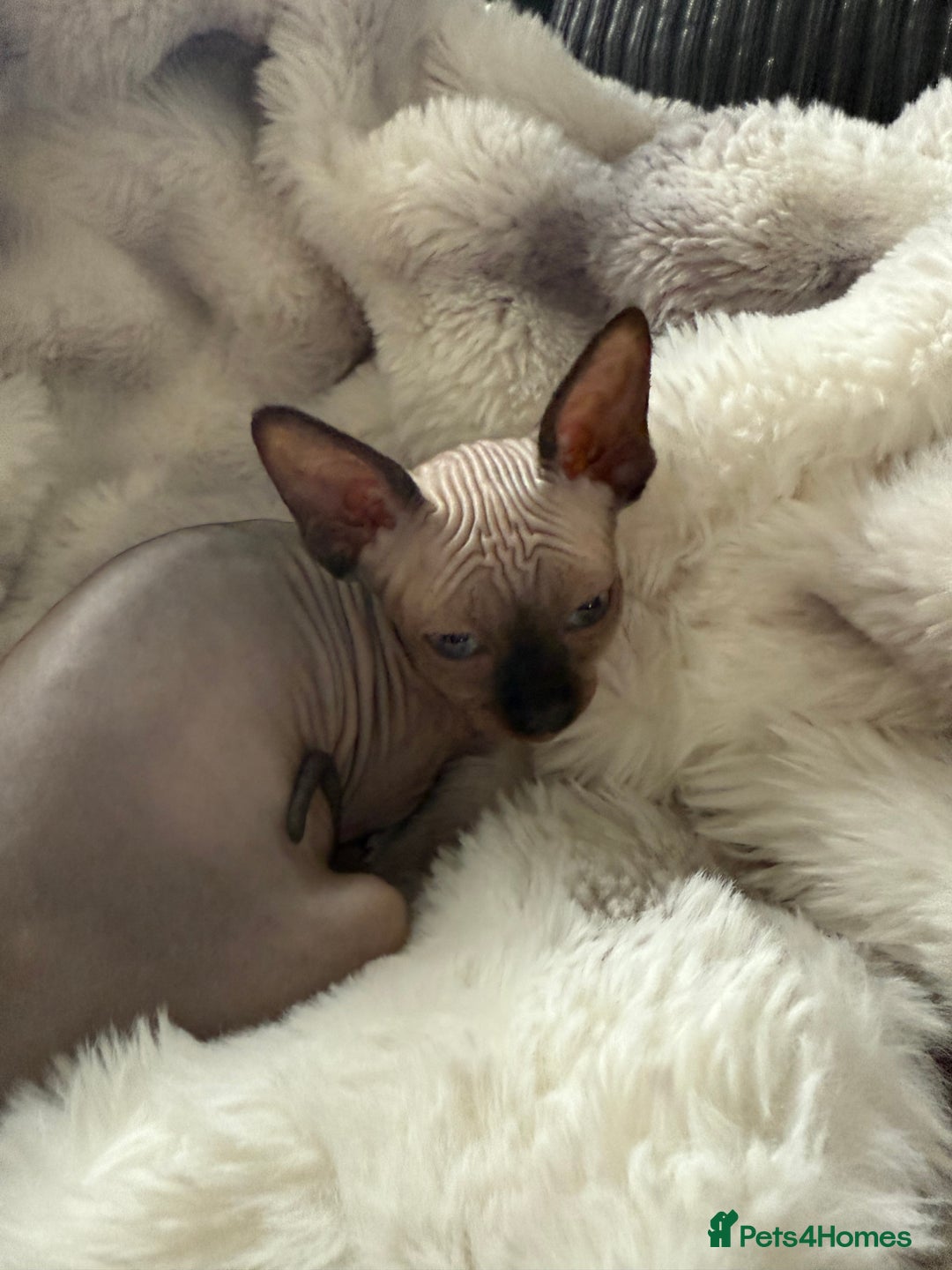 Sphynx cats for sale: Sphynx seal point girl  - Image 2