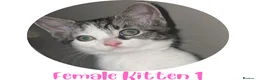 Mixed Breed cats for sale: Ready Now: 4 Adorable 12-Week-Old Kittens in Bilston - Advert 2
