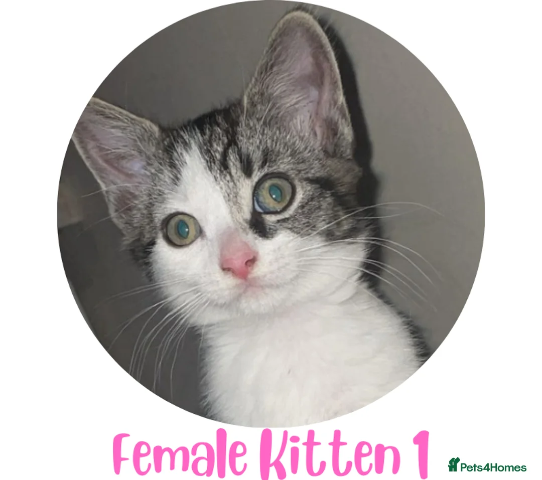 Mixed Breed cats for sale: Ready Now: 4 Adorable 12-Week-Old Kittens in Bilston - Advert 2