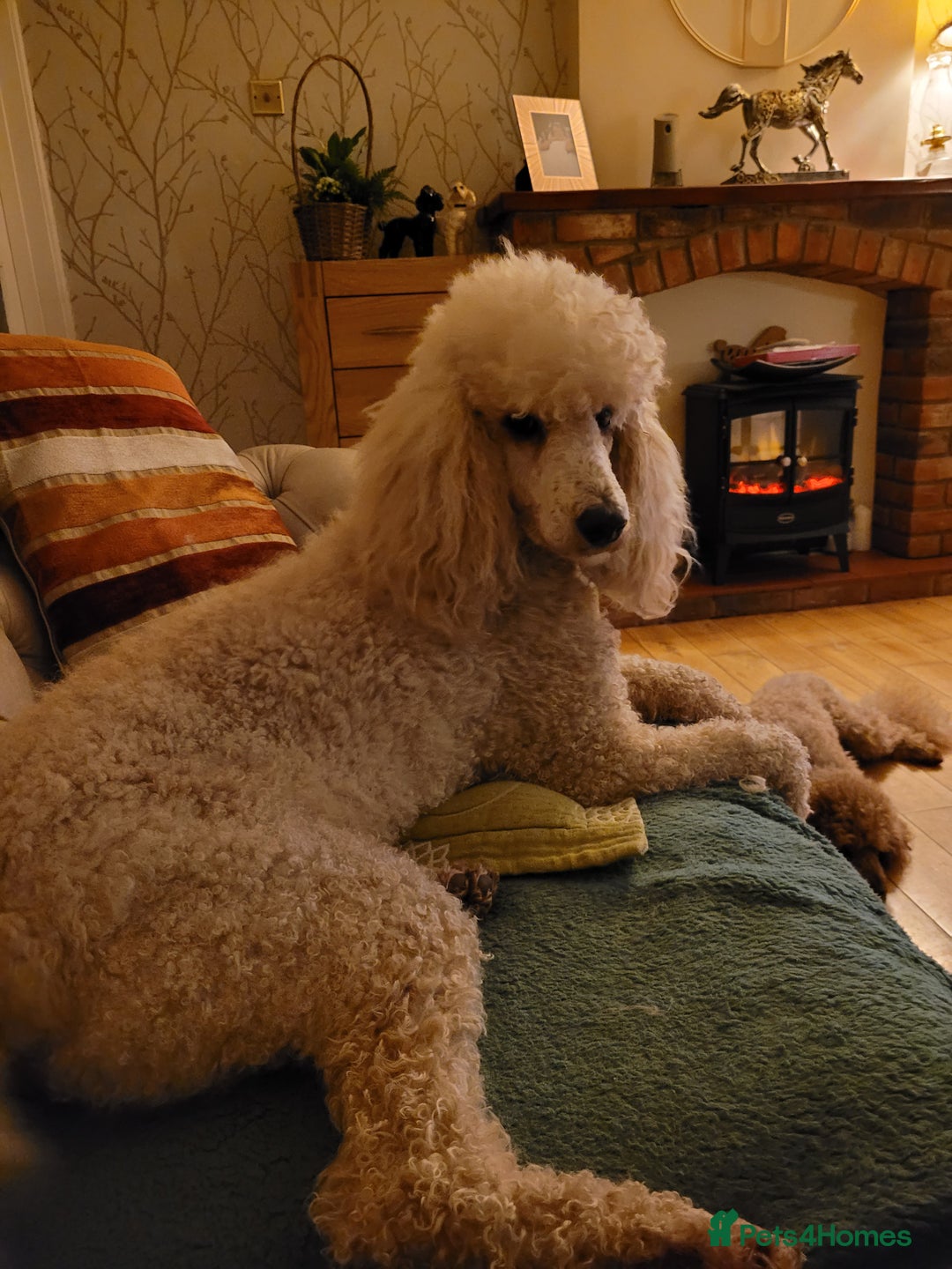 Goldendoodle dogs for sale: Goldendoodle puppies, F1 - Image 4