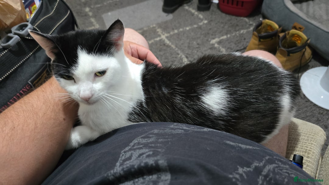 Domestic Shorthair cats for sale: 2 Adult Cats (1 male/1 female). FREE TO GOOD HOME - Image 3