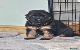 German Shepherd dogs for sale: 2 Chunky GSD boys looking for forever home  - Image 7