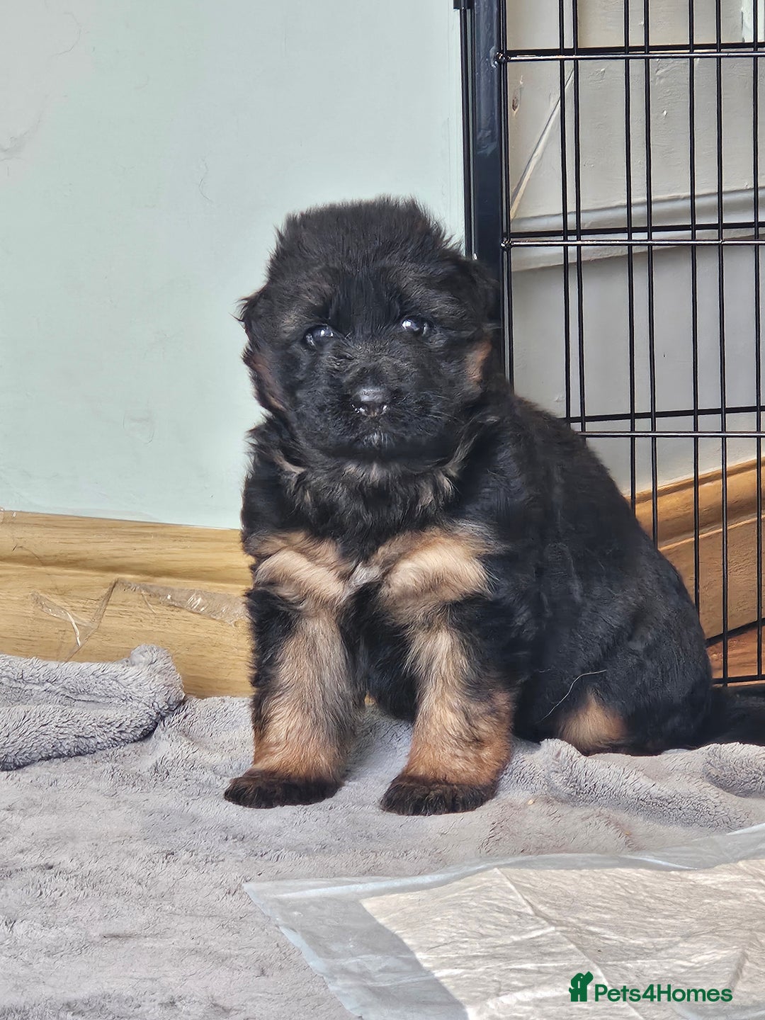 German Shepherd dogs for sale: 2 Chunky GSD boys looking for forever home  - Image 7
