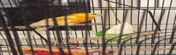 Parakeets birds for sale: **Beautiful Rare Mutation Red-Rumped Parakeet in London - Advert 3