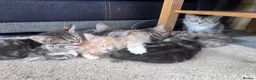 Siberian cats for sale: Beautiful Siberian cross kittens  - Advert 19