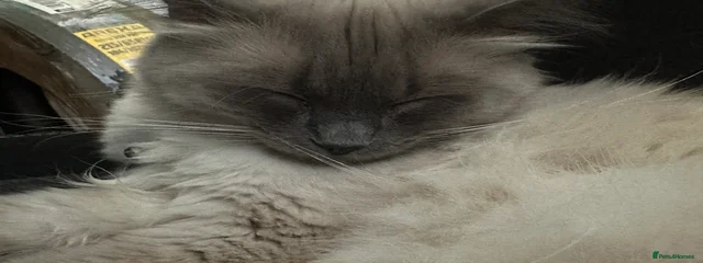 Zimba