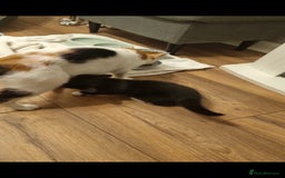 Mixed Breed cats for sale: Beautiful black and white kittens  - Image 5