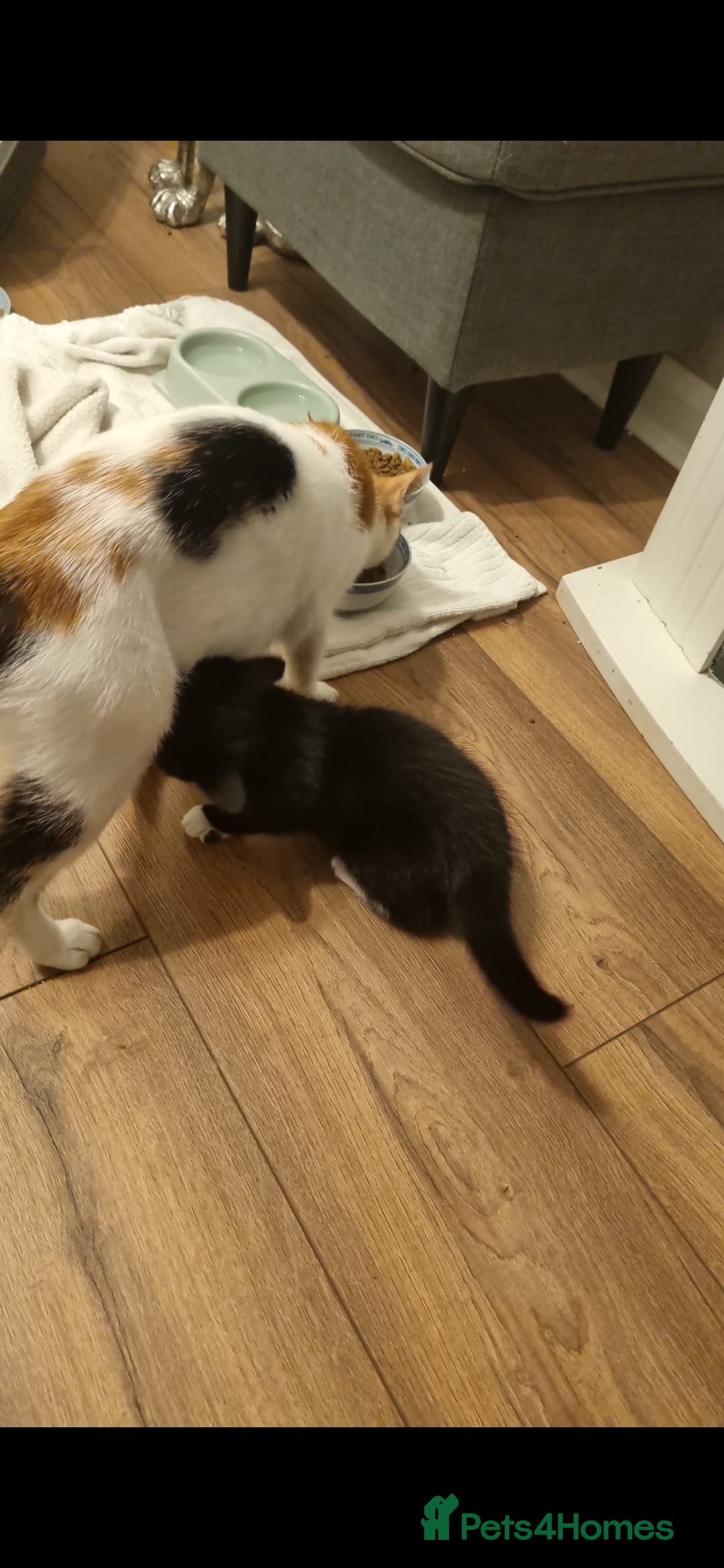 Mixed Breed cats for sale: Beautiful black and white kittens  - Image 5