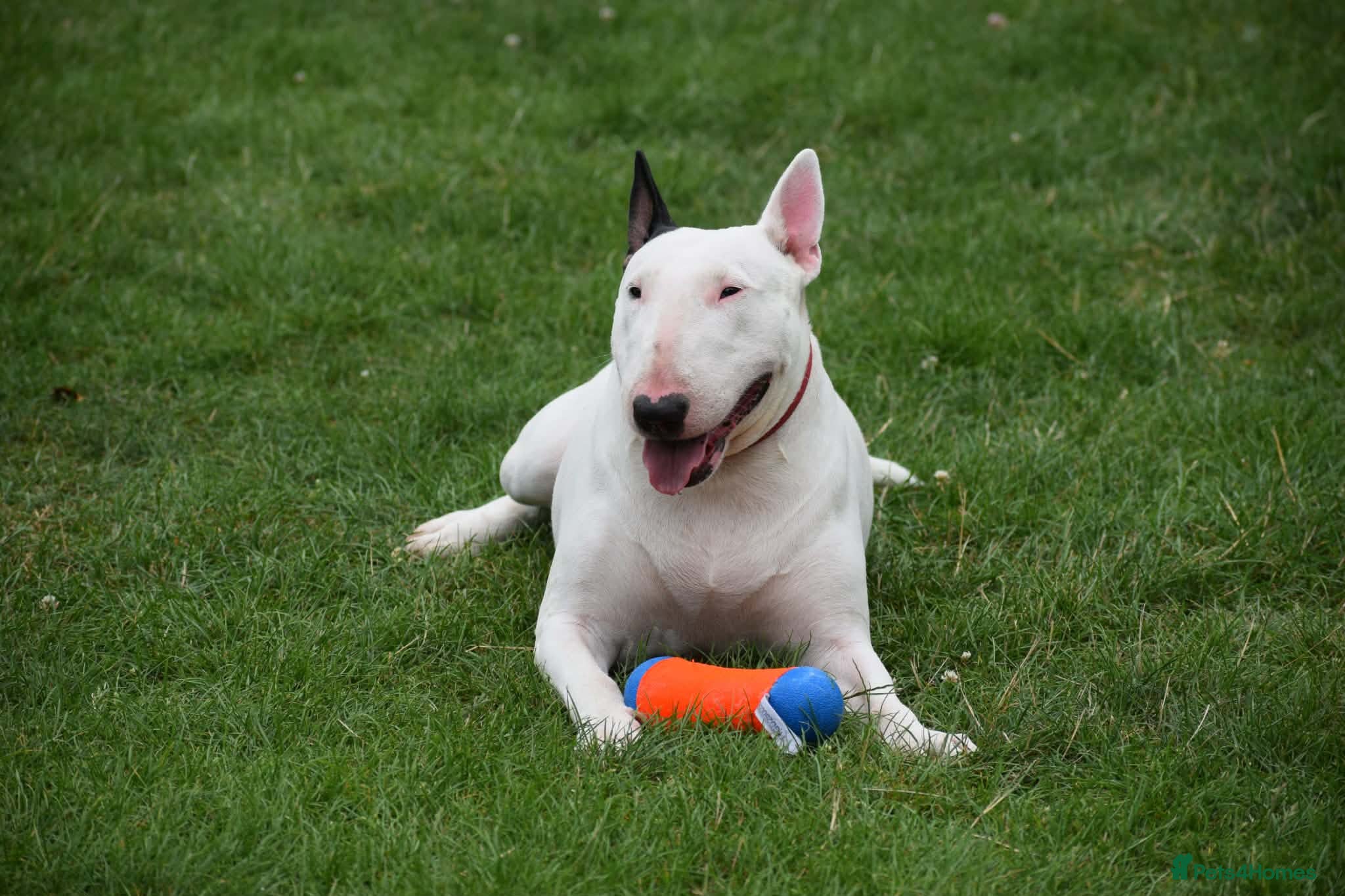 Bull Terrier dogs Quality Bull Terrier Puppies - Advert 2