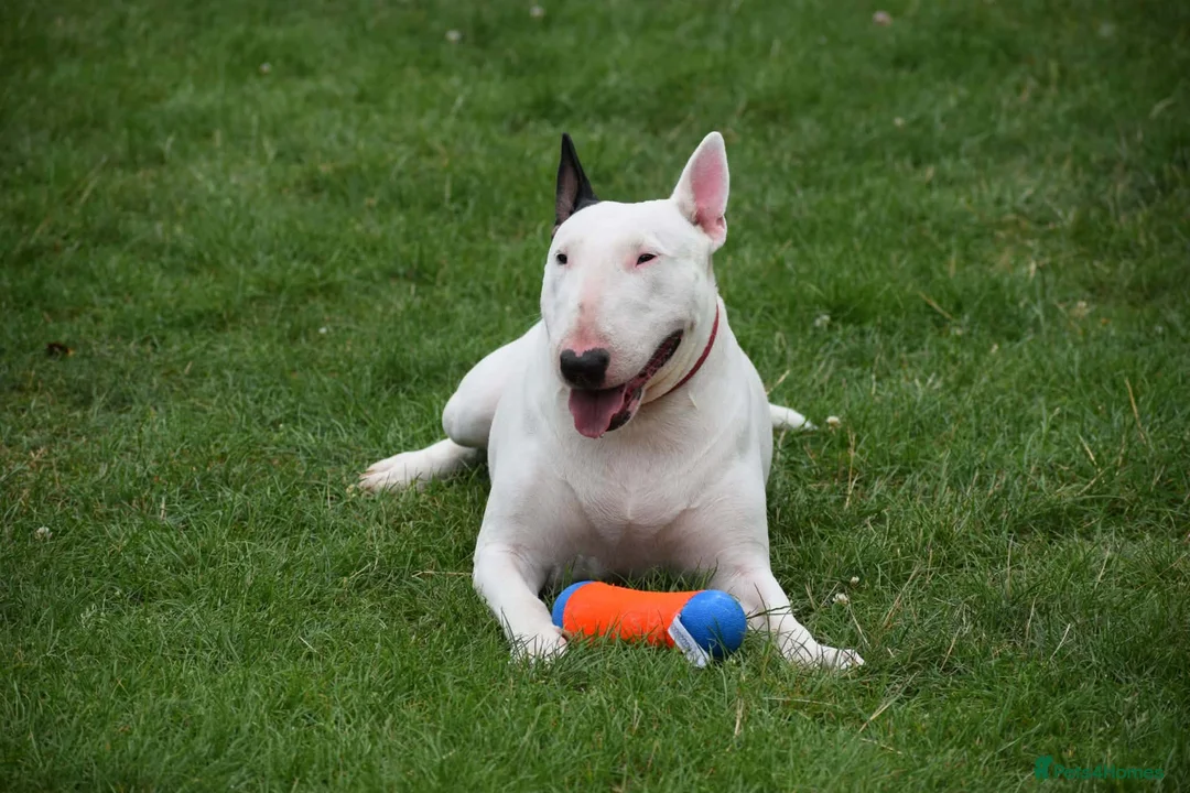 Bull Terrier dogs for sale: Quality Bull Terrier Puppies - Advert 1