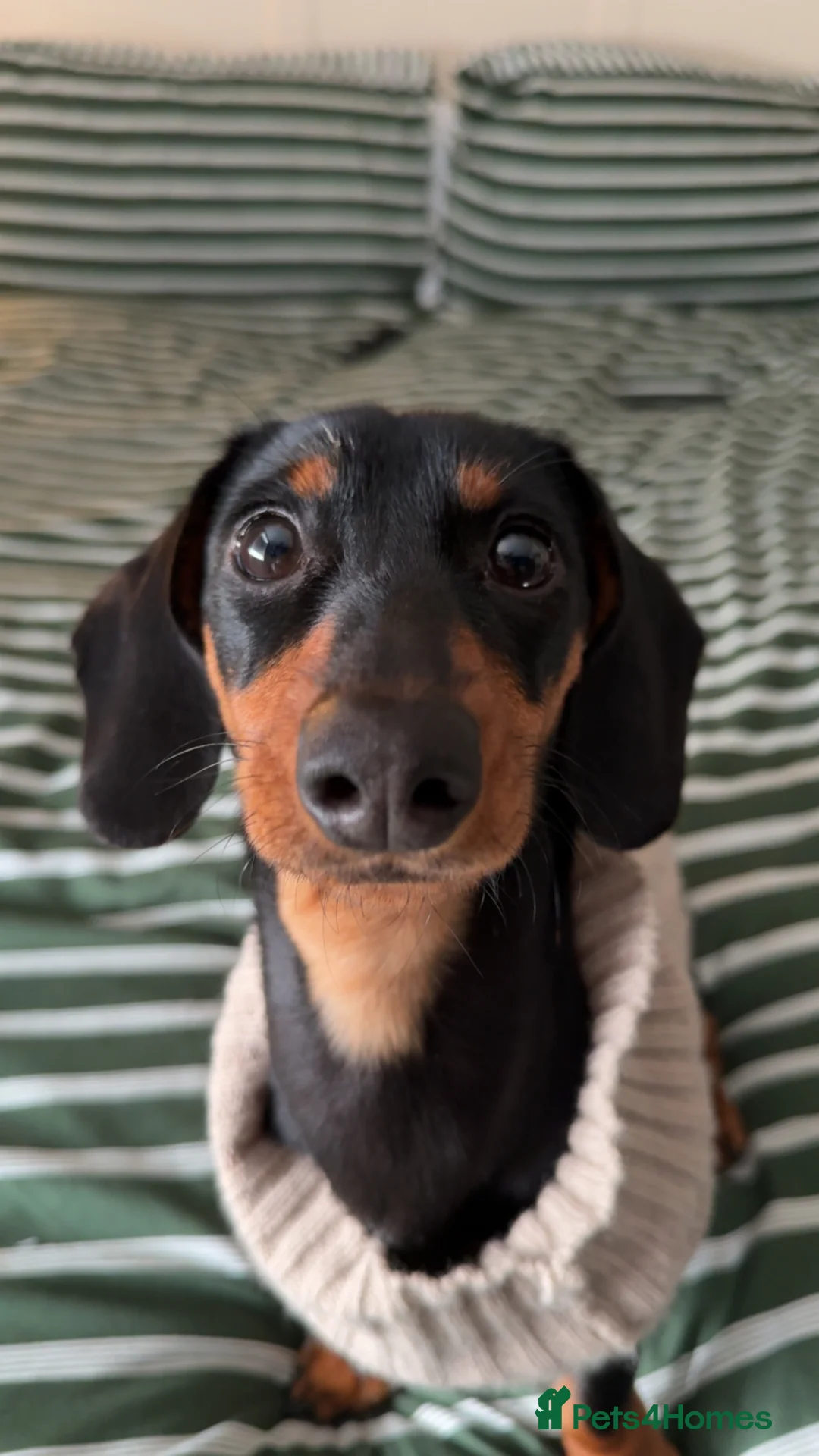 Miniature Dachshund dogs for sale: Willow - 10 months  - Advert 5