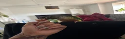 Conures birds for sale: Bonded pair of conures - cage and accessories  - Advert 5