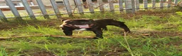Staffordshire Bull Terrier dogs for stud: Staffordshire Bull Terrier Available for Stud in Accrington - Advert 7