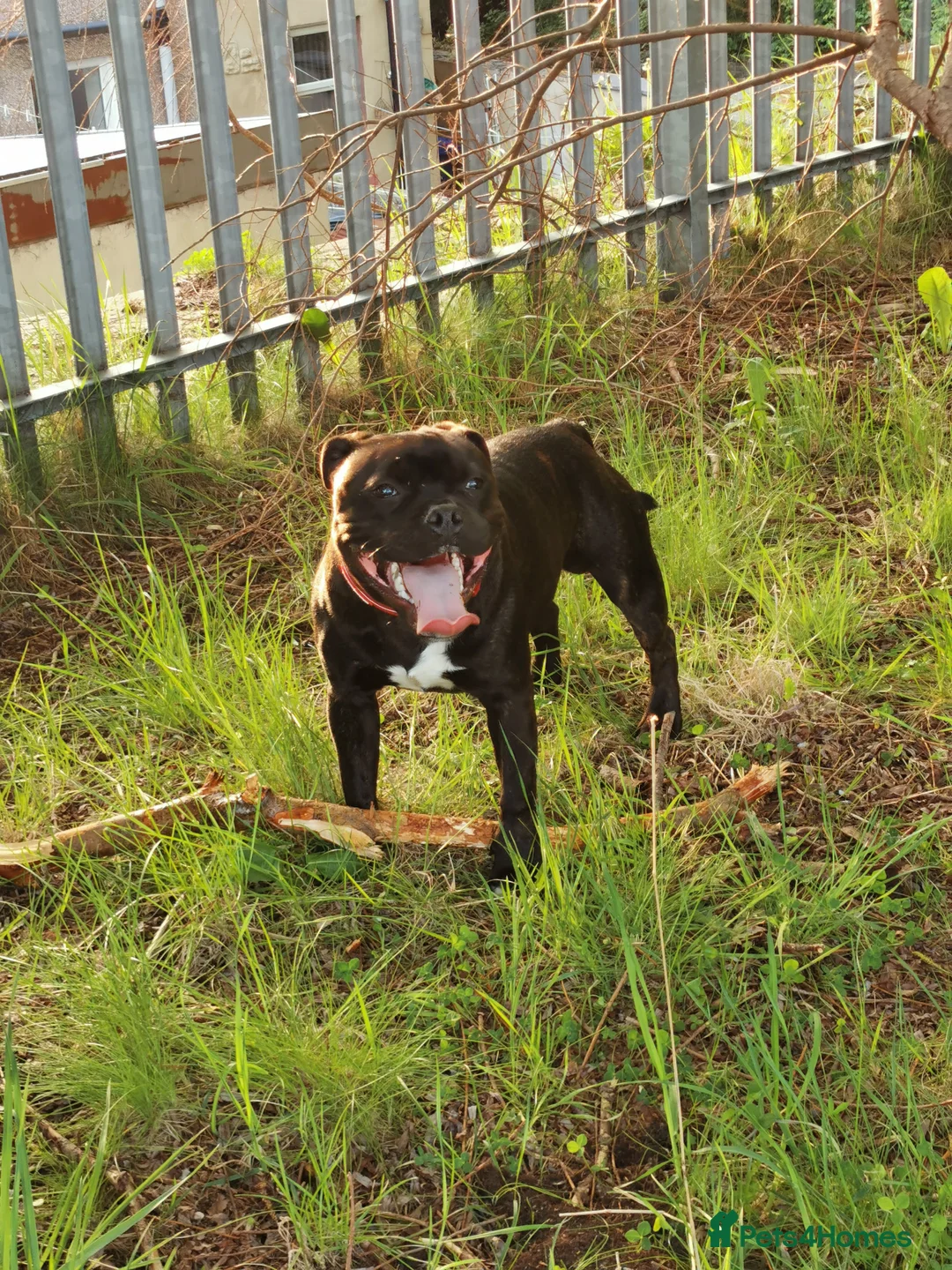 Staffordshire Bull Terrier dogs for stud: Staffordshire Bull Terrier Available for Stud in Accrington - Advert 7