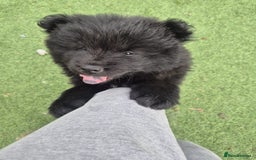 Chow Chow dogs for sale: 🩷🩵ONLY THREE GIRL chow chows left ready to go🩵 - Image 35