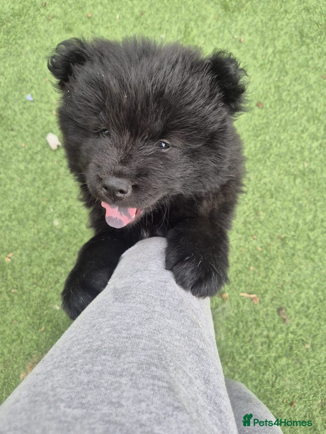 Chow Chow dogs for sale: 🩷🩵ONLY THREE GIRL chow chows left ready to go🩵 - Image 35