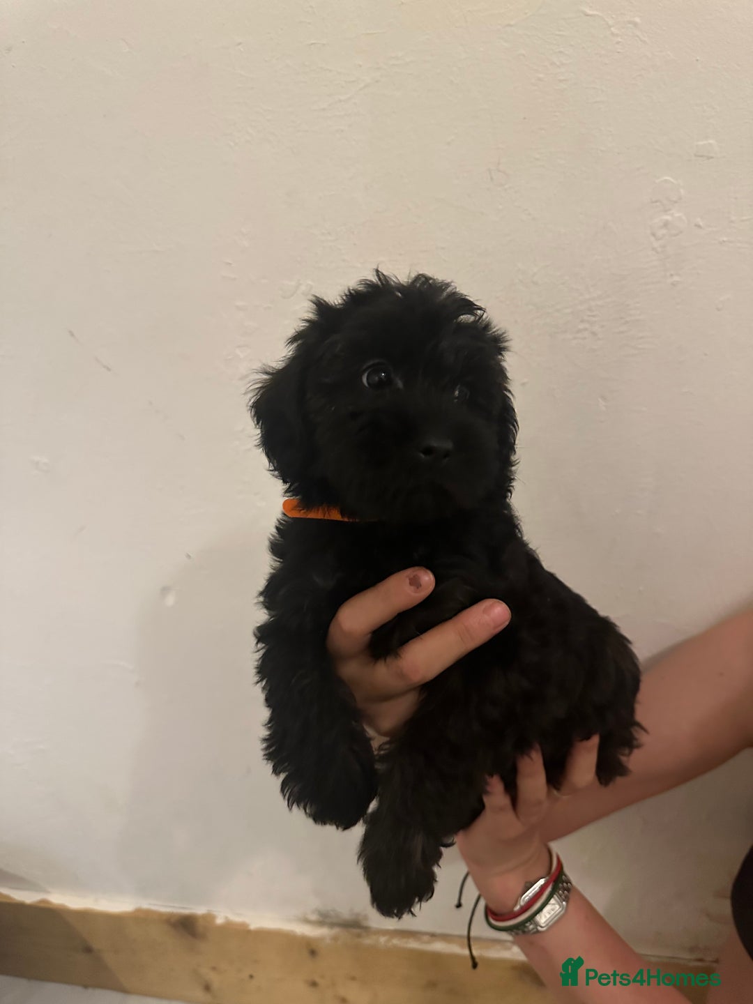 Yorkiepoo dogs for sale: 5 Beautiful F1 Yorkiepoo’s - Image 26