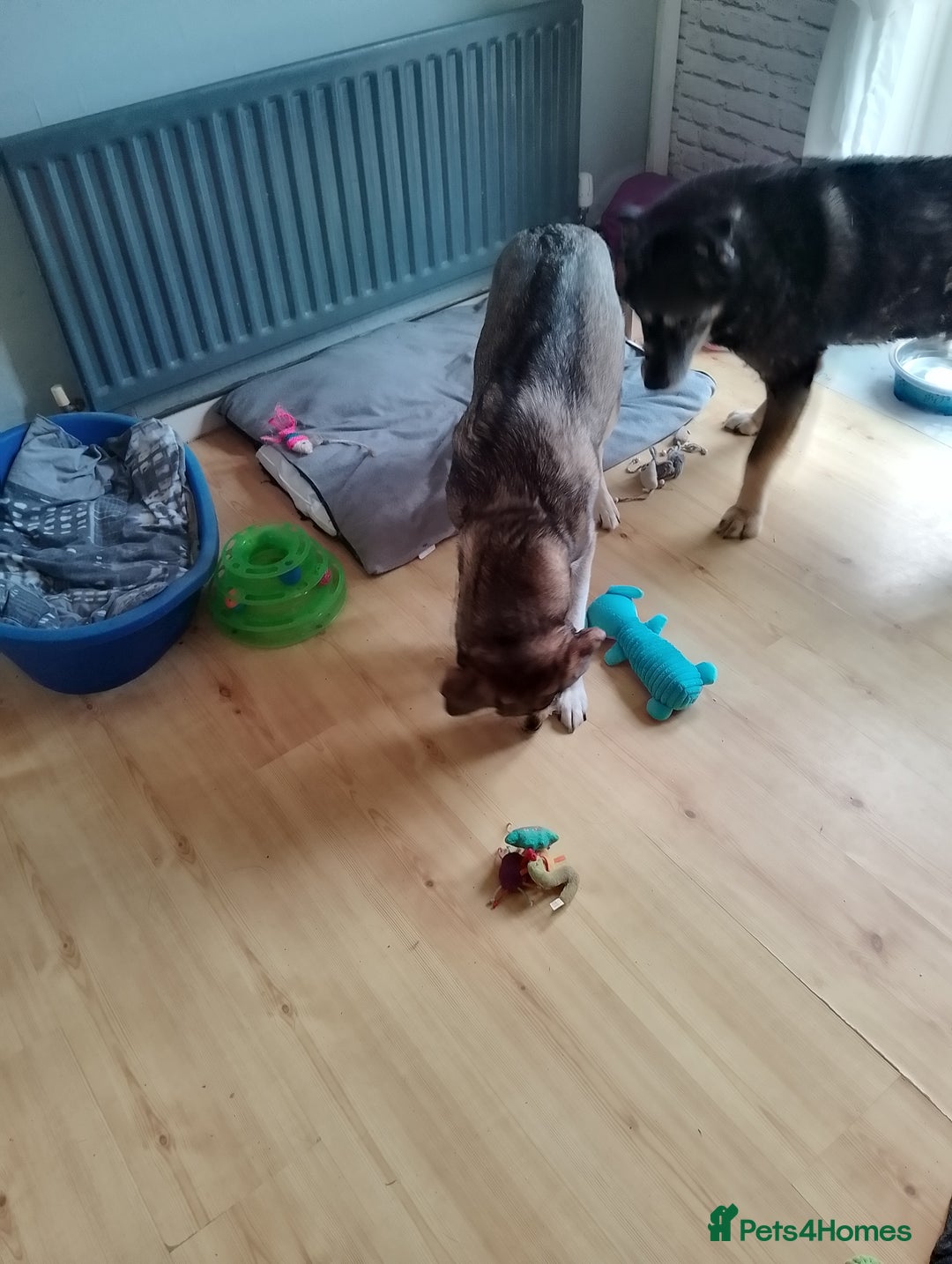 Mixed Breed dogs for sale: Husky x Labrador Retriever - Image 6