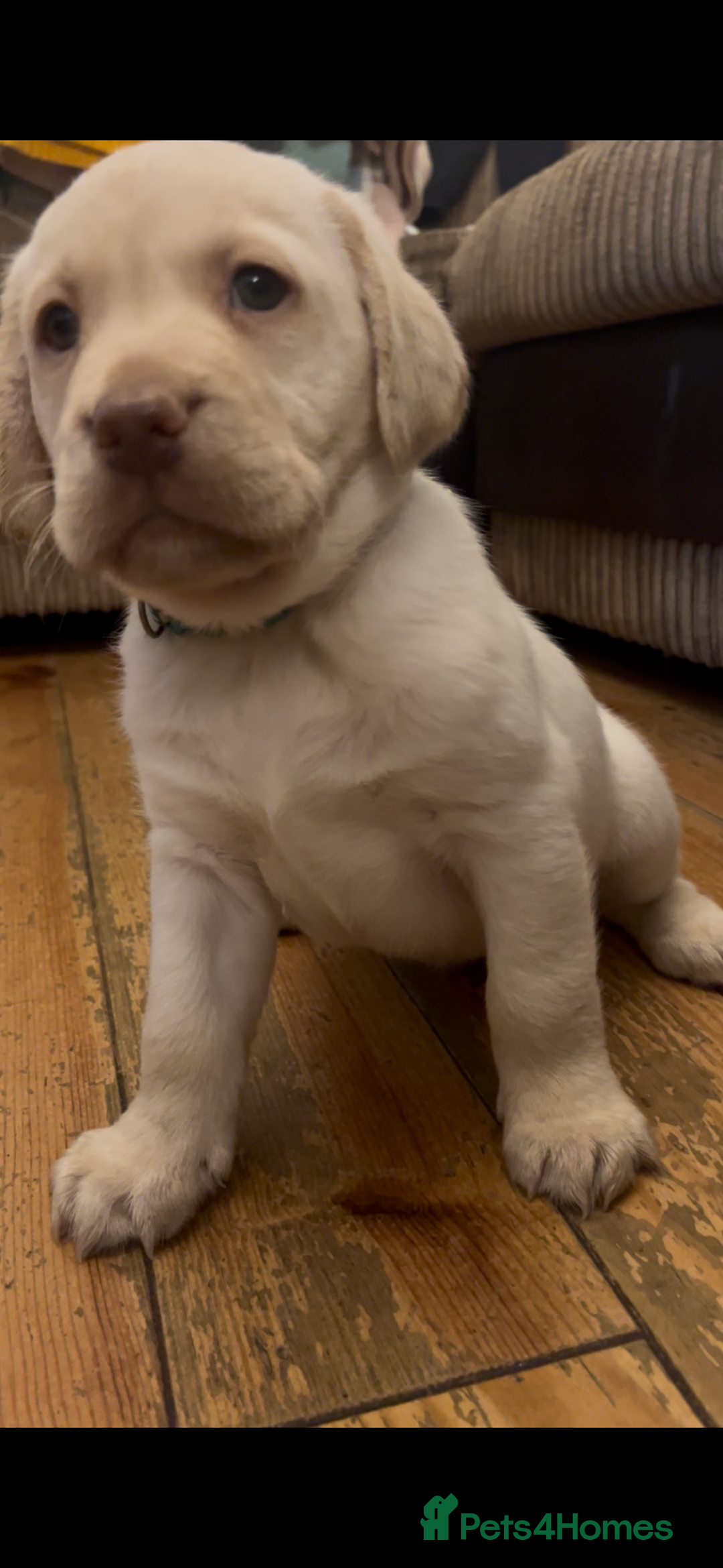 Labrador Retriever dogs for sale: Fully vaccinated chunky pedigree pups  - Advert 17