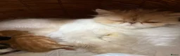 Persian cats for sale: Stunning persian kittens  - Advert 4
