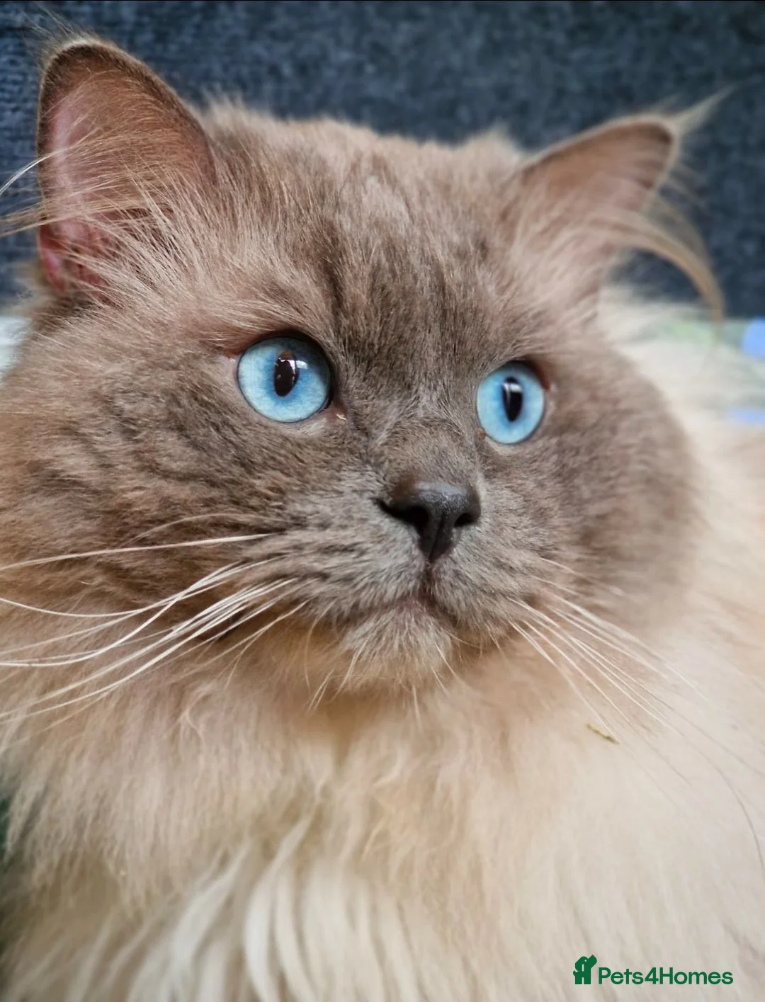 Ragdoll cats for sale: Fluffy Ragdolls  in Hastings - Advert 19