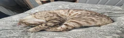 Bengal cats for sale: 🌟 Stunning seal lynx (snow) bengal kittens - Advert 10