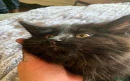 Maine Coon cats for sale: Maine coon cuties  - Image 4