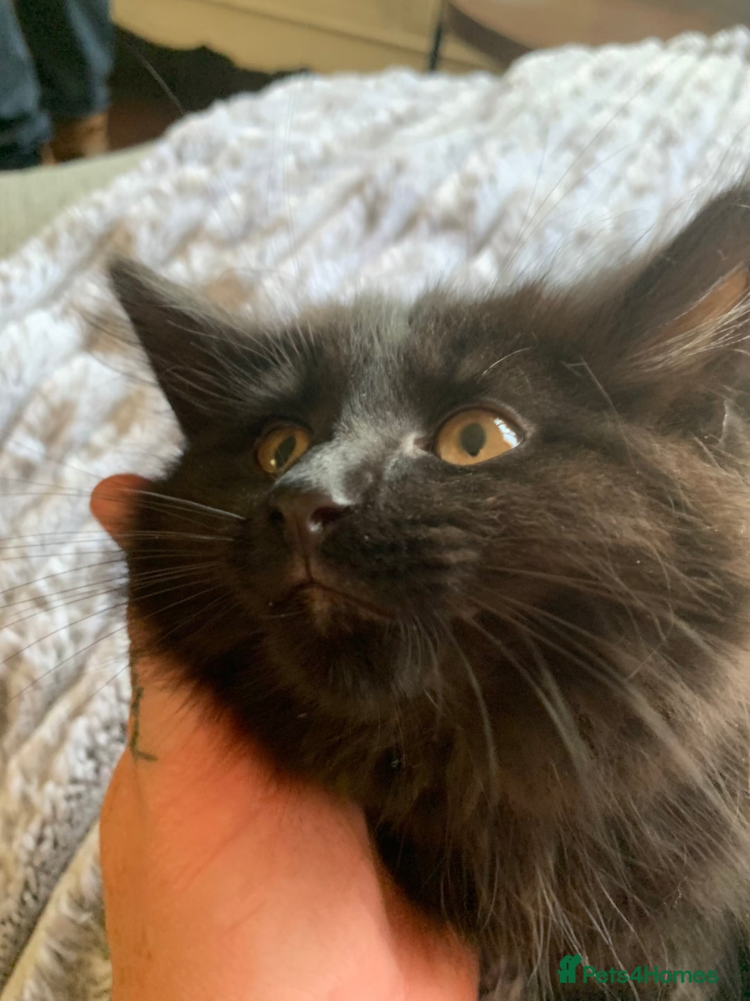 Maine Coon cats for sale: Maine coon cuties  - Image 4