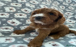 Cavapoo dogs for sale: Outstanding Red F1 cavapoo puppies H/C DNA CLEAR - Image 22
