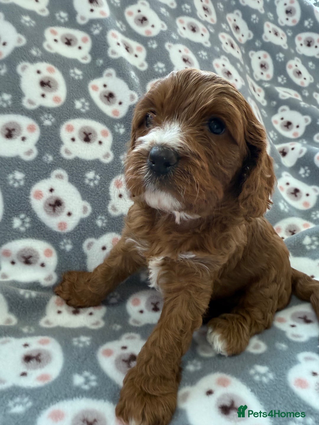 Cavapoo dogs for sale: Outstanding Red F1 cavapoo puppies H/C DNA CLEAR - Image 22
