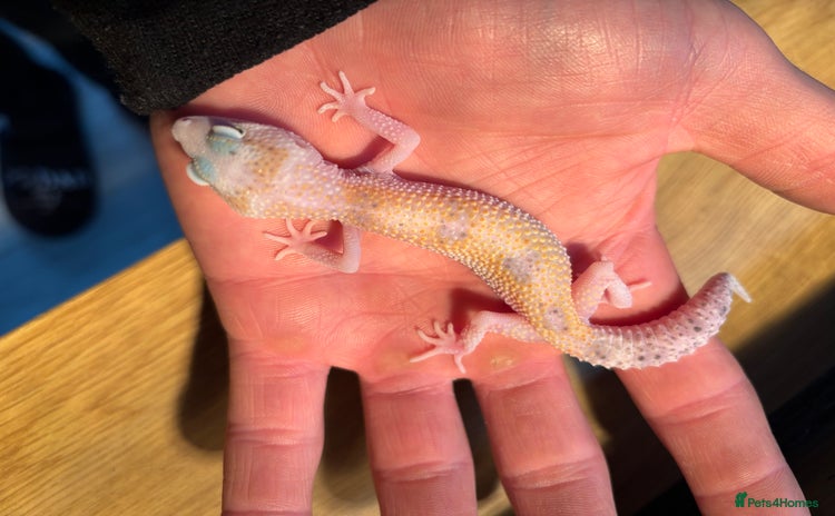 Gecko reptiles - Advert 4