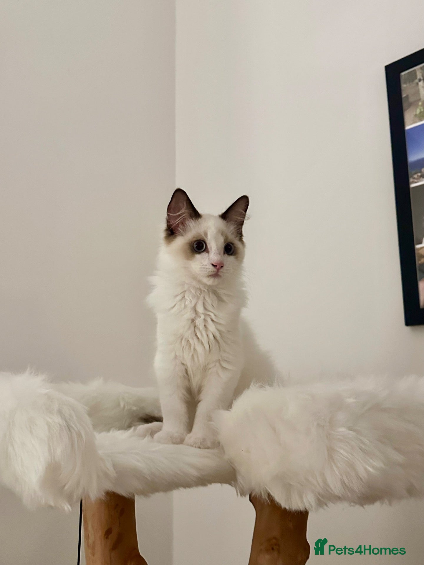 Ragdoll cats Beautiful Ragdoll Boy Looking for His Forever Home - Advert 20
