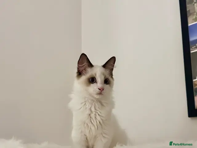 Ragdoll cats for sale: Beautiful Ragdoll Boy Looking for His Forever Home - Advert 5