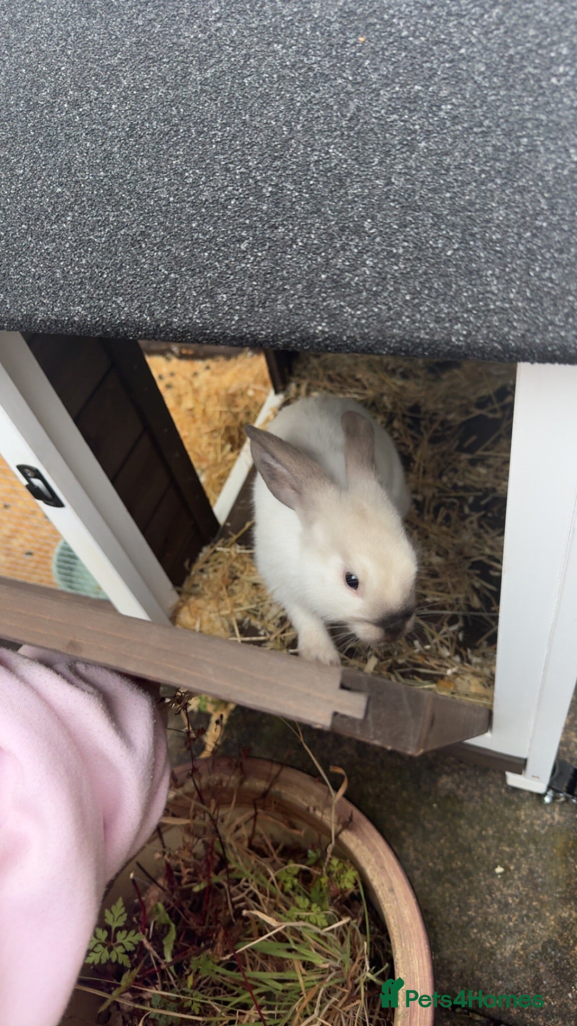 Mixed Breed rabbits     11-Week-Old Rabbit with PawHut Cage - Advert 2