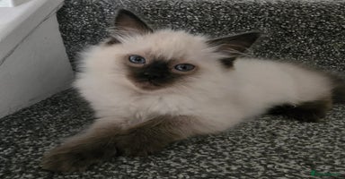 Ragdoll cats Little girl  - Advert 4