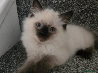 Ragdoll cats Little girl - Advert 5