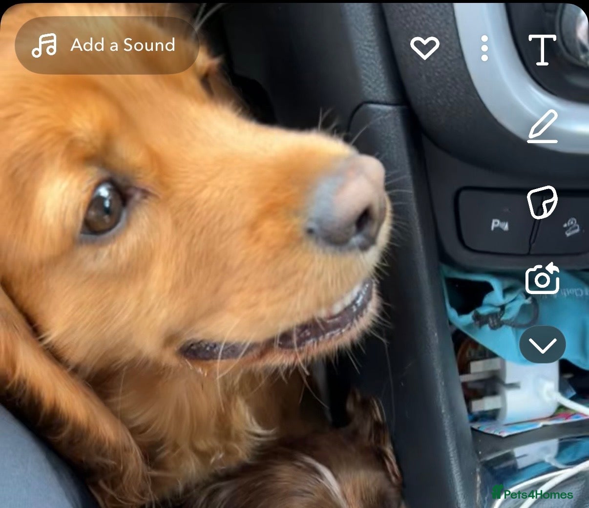 Cocker Spaniel dogs Cocker spaniel  - Advert 14