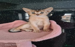 Abyssinian cats for sale: Abisinian kittens  - Image 8