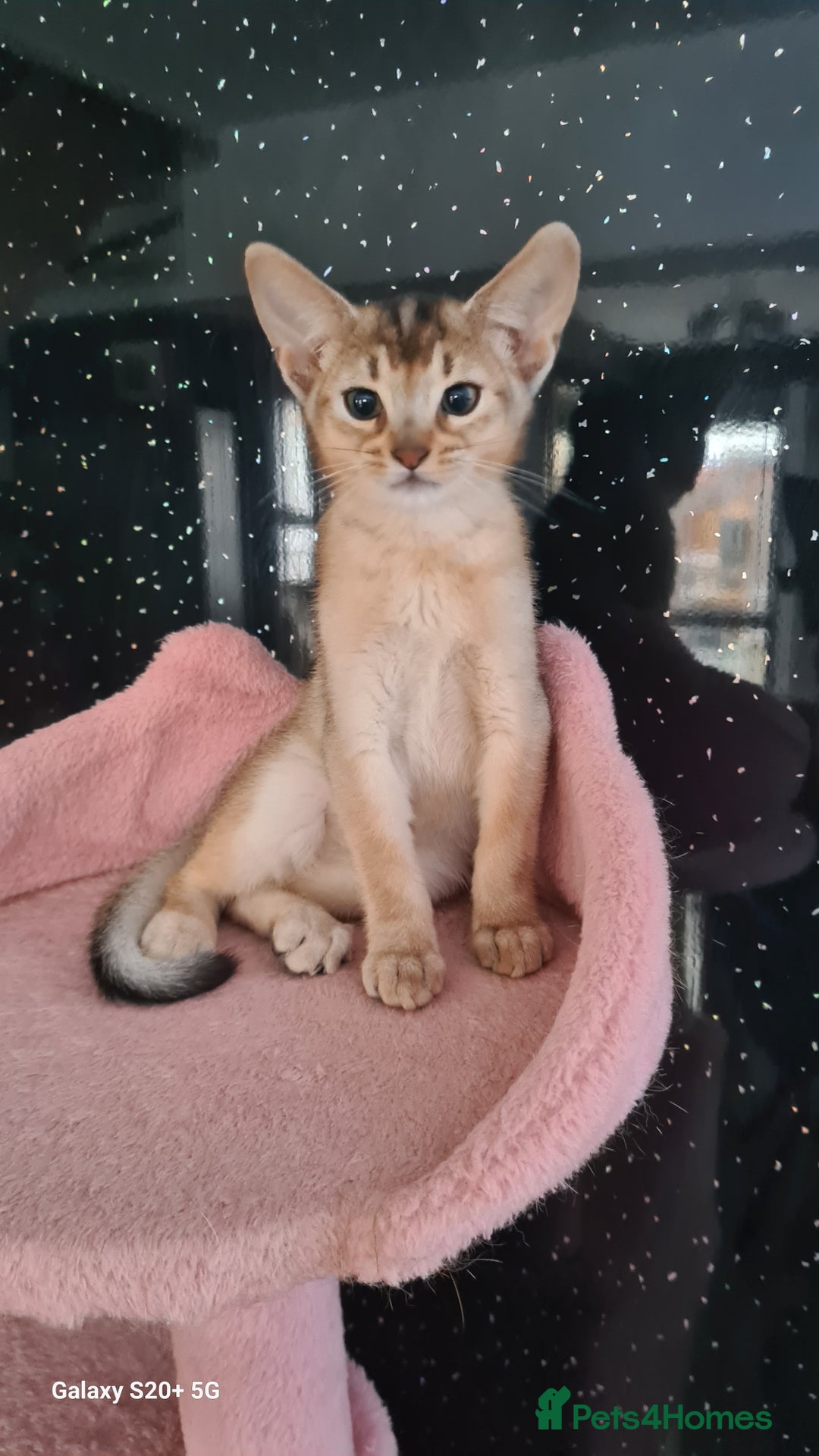Abyssinian cats for sale: Abisinian kittens  - Image 8