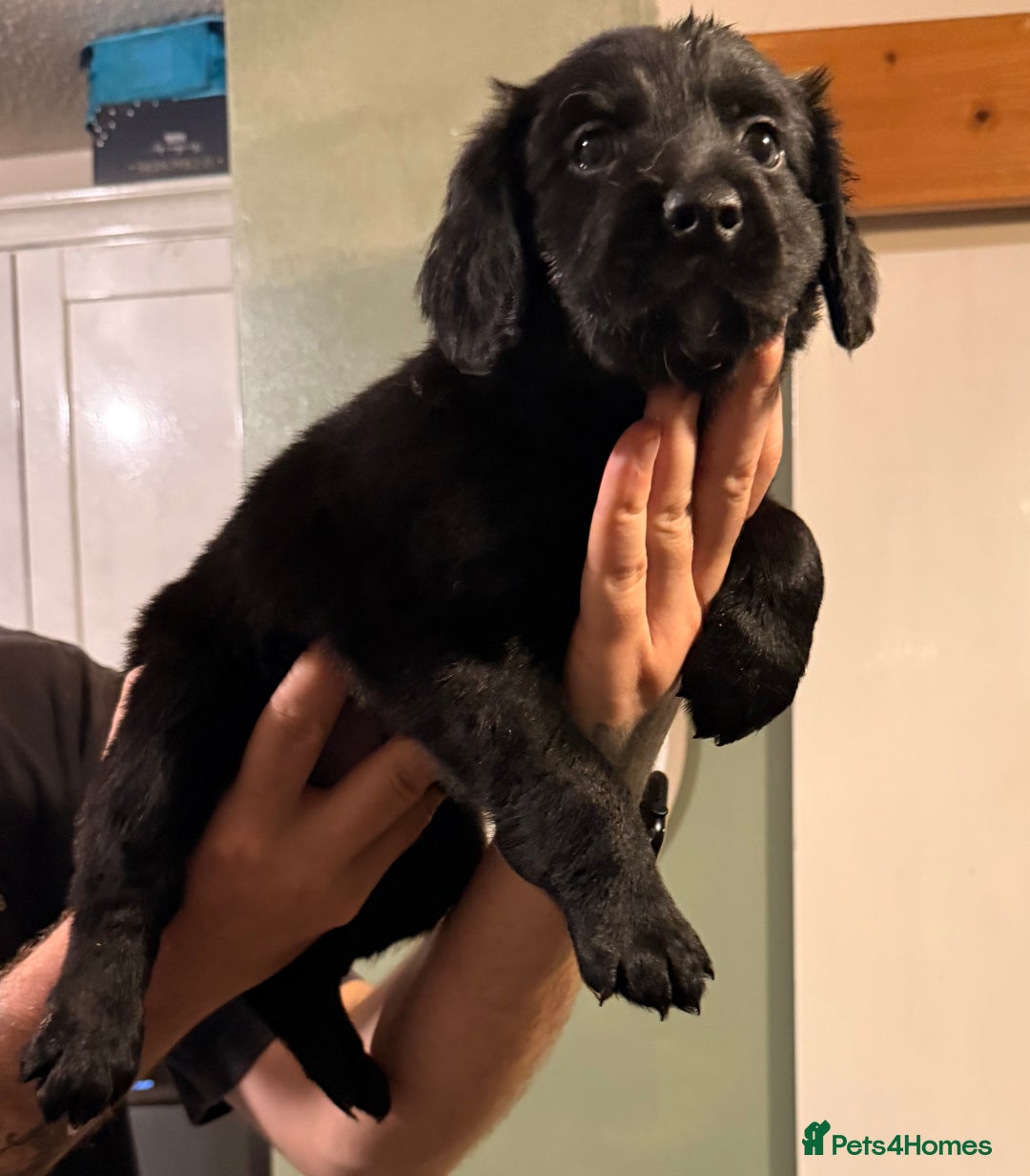 Mixed Breed dogs for sale: Border collie x cocker spaniel  - Advert 5