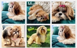 Lhasa Apso dogs for sale: Lhasa apso puppies  - Advert 1