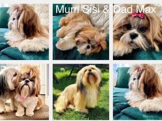 Lhasa Apso dogs for sale: Lhasa apso puppies - Advert 2
