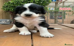 Bernedoodle dogs for sale: Midi Medium Bernedoodle Puppies  - Image 3