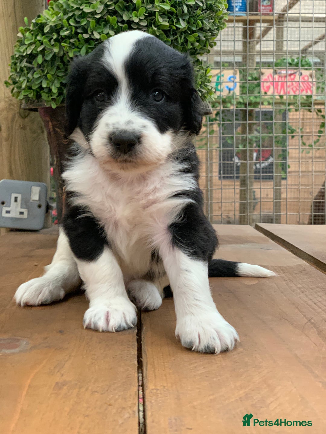 Bernedoodle dogs for sale: Midi Medium Bernedoodle Puppies  - Image 3