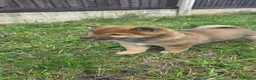 Japanese Shiba Inu dogs for sale: Japan Shiba Inu - Advert 19