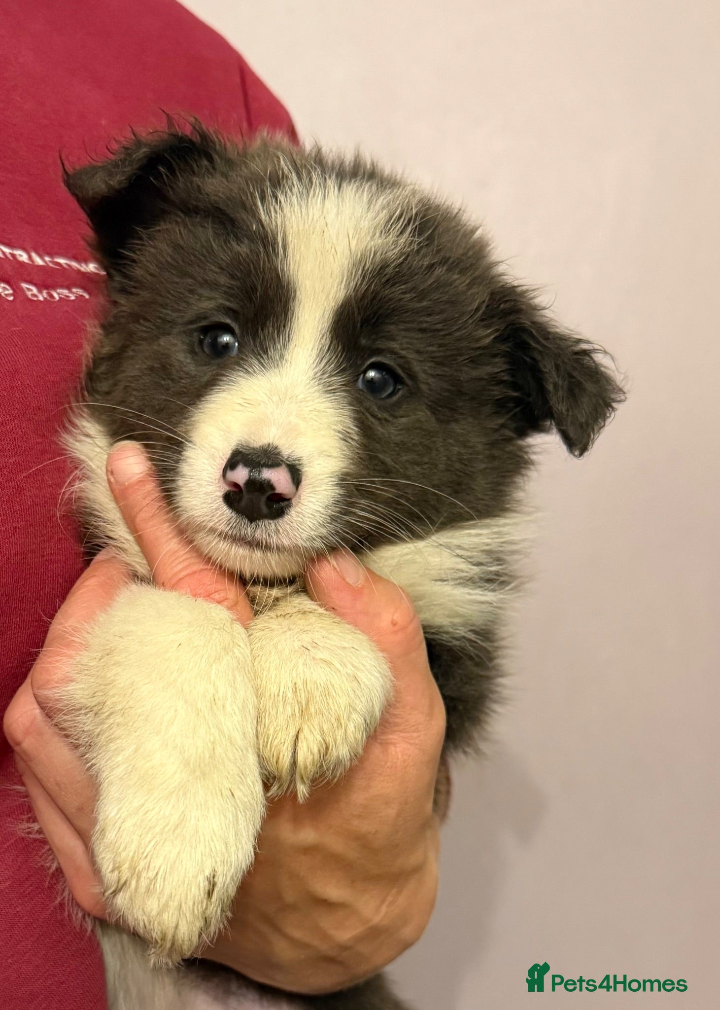 Border Collie dogs Beautiful long coated pups  - Advert 2