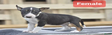 English Bull Terrier 7