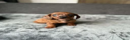 Dachshund dogs for sale: Miniature Dachshund  - Advert 7