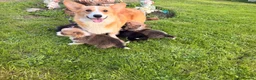 Welsh Corgi Pembroke dogs for sale: Kc pembroke corgi puppies - Advert 2